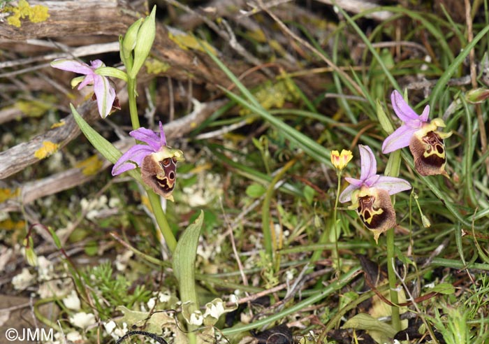 Ophrys calypsus var. pseudoapulica