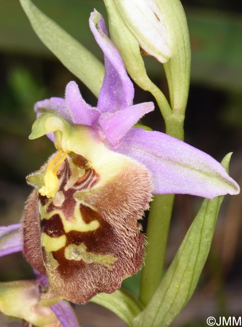 Ophrys calypsus var. pseudoapulica
