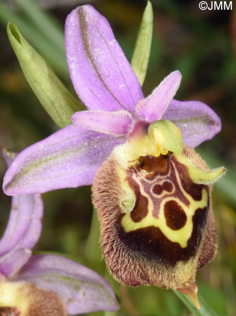 Ophrys calypsus var. pseudoapulica