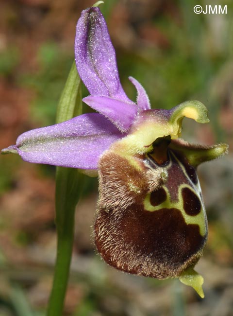 Ophrys calypsus var. pseudoapulica