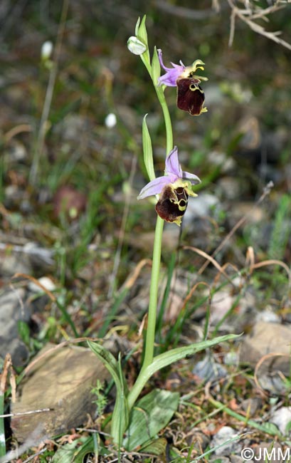 Ophrys calypsus var. pseudoapulica