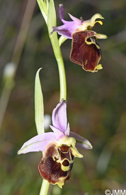 Ophrys calypsus var. pseudoapulica