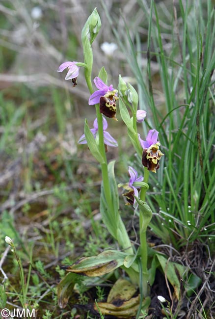 Ophrys calypsus var. pseudoapulica