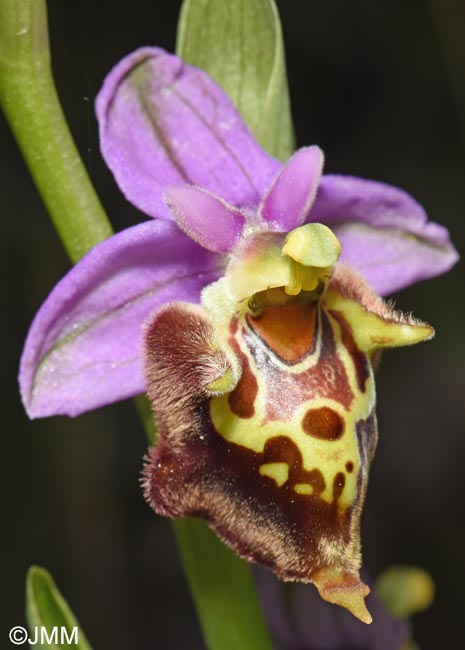 Ophrys calypsus var. pseudoapulica
