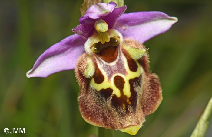 Ophrys calypsus var. pseudoapulica