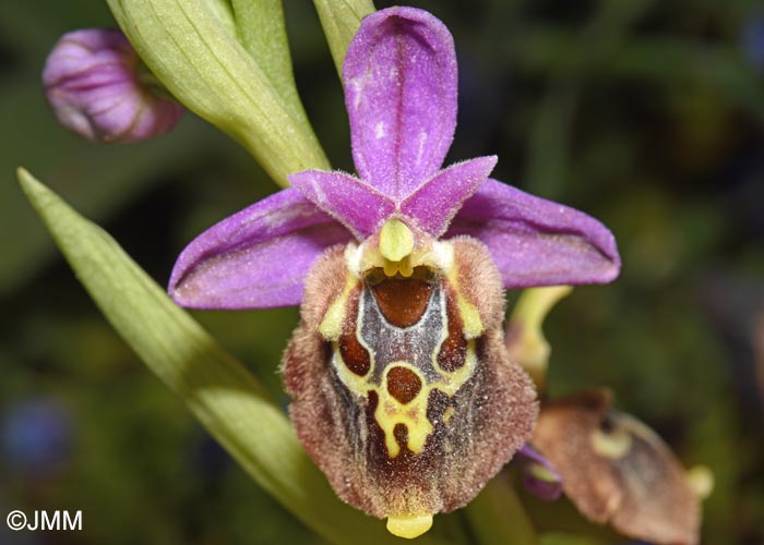Ophrys calypsus var. pseudoapulica