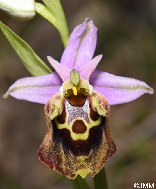 Ophrys cerigona