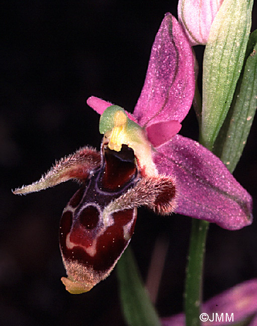 Ophrys cornutula