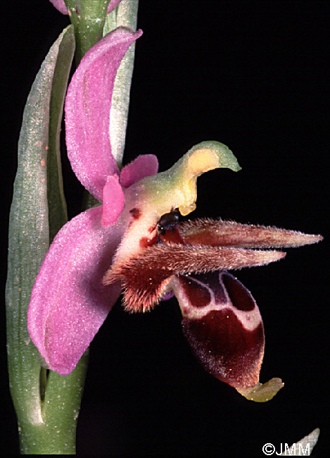 Ophrys cornutula