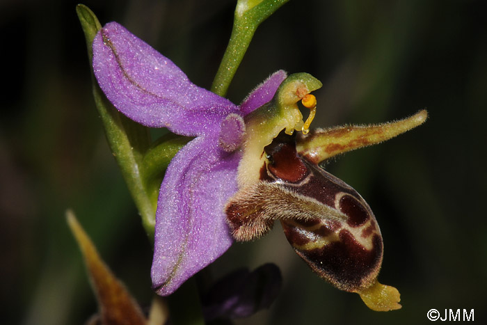 Ophrys cornutula