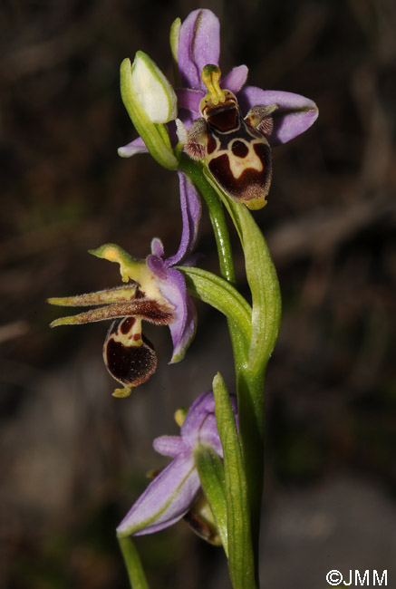 Ophrys cornutula