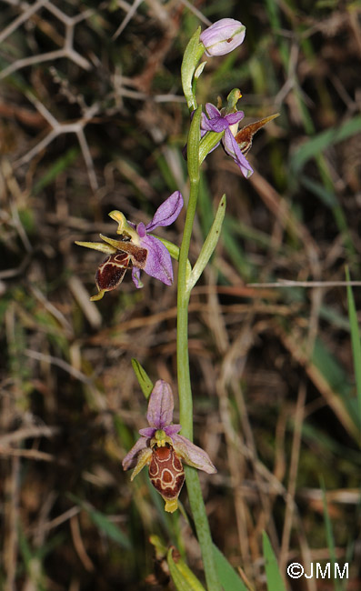 Ophrys cornutula