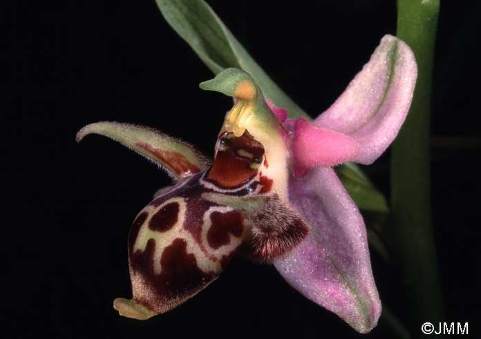 Ophrys crassicornis