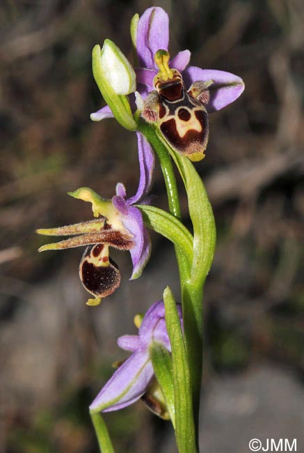 Ophrys crassicornis
