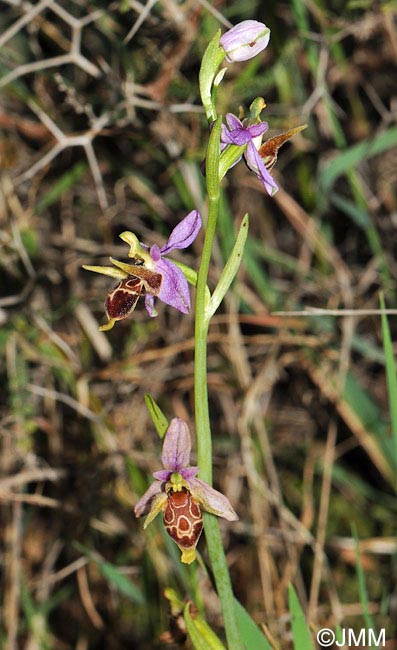 Ophrys crassicornis