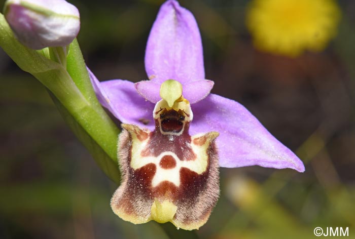 Ophrys cytherea