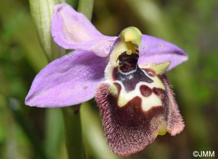 Ophrys cytherea