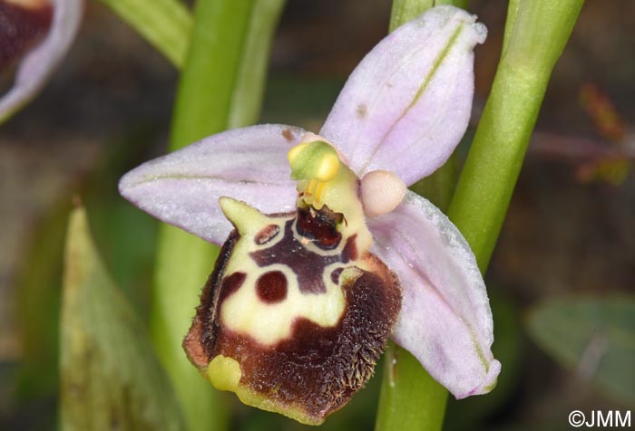 Ophrys cytherea