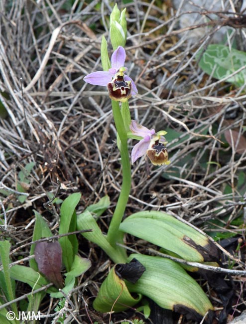 Ophrys cytherea