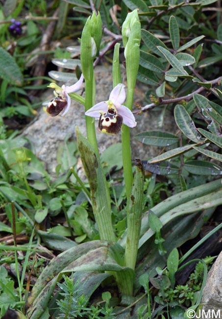 Ophrys cytherea