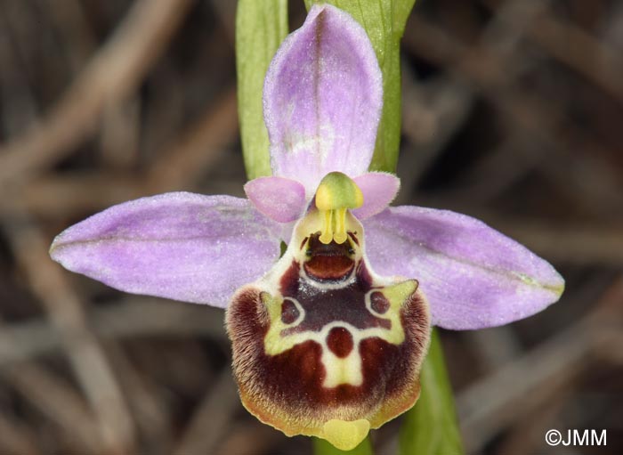 Ophrys cytherea