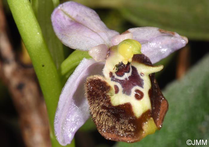 Ophrys cytherea