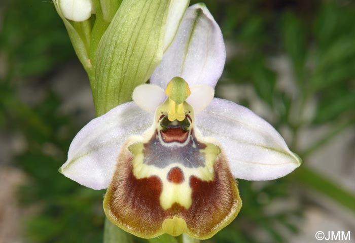 Ophrys cytherea