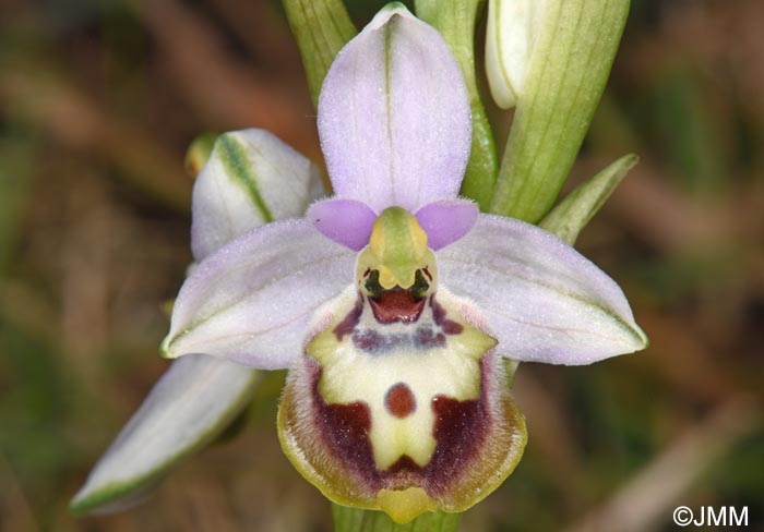Ophrys cytherea