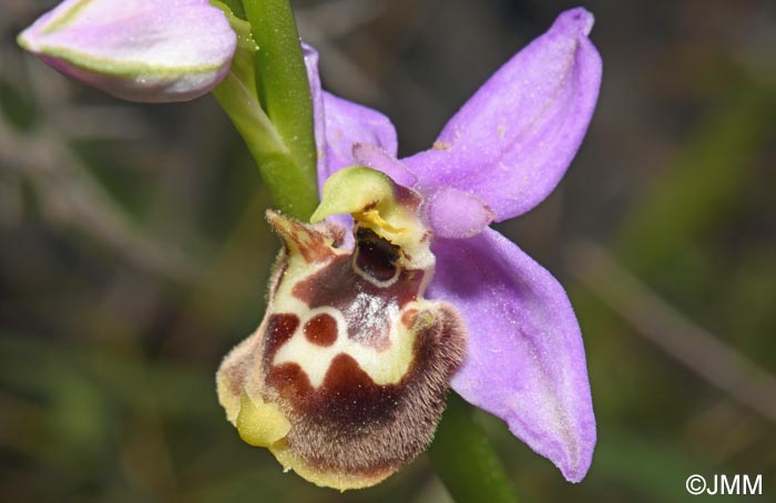 Ophrys cytherea