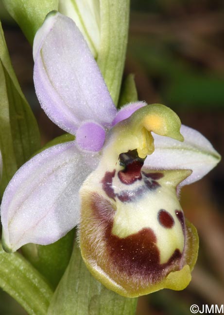 Ophrys cytherea