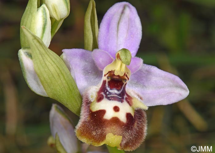 Ophrys cytherea