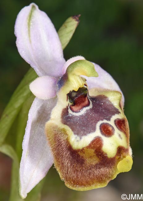 Ophrys cytherea