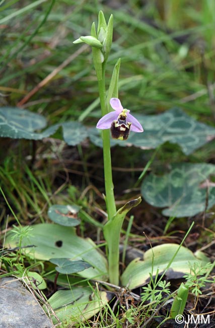 Ophrys cytherea