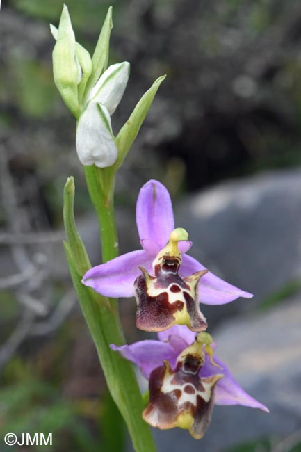 Ophrys cytherea