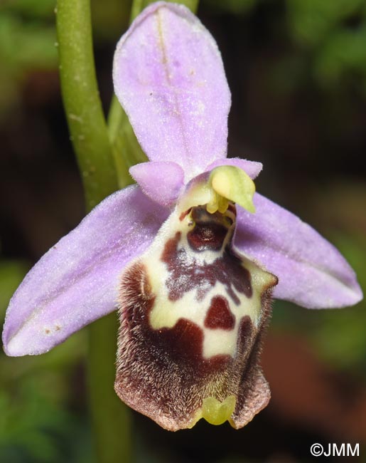 Ophrys cytherea