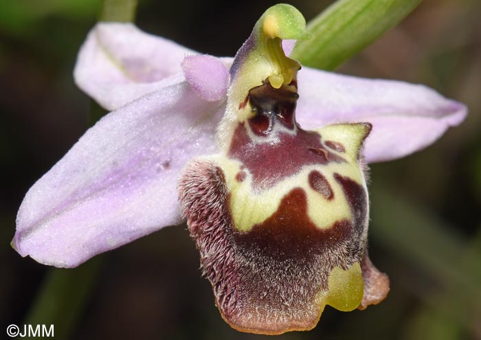 Ophrys cytherea