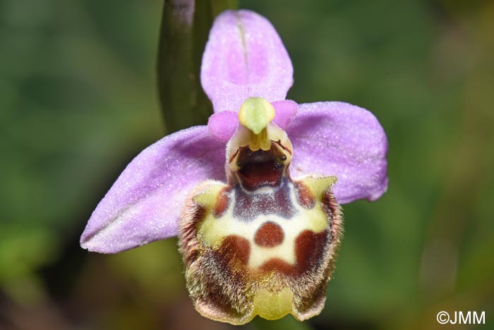 Ophrys cytherea