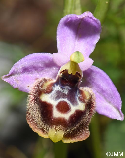 Ophrys cytherea