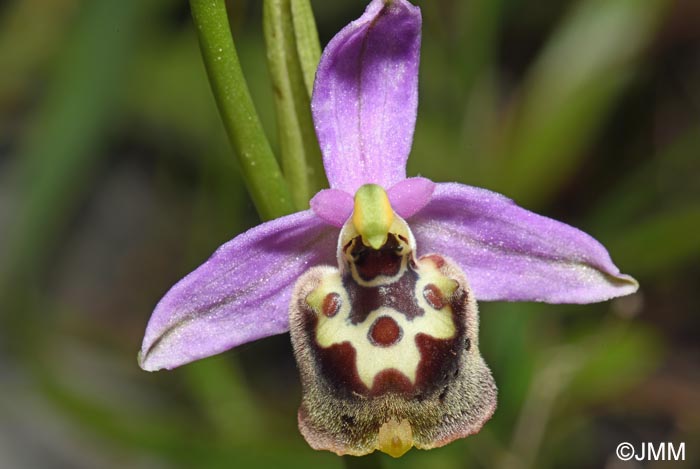 Ophrys cytherea