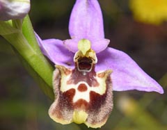 Ophrys cytherea