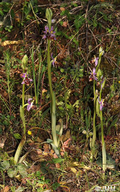 Ophrys delphinensis