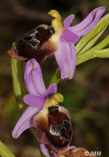 Ophrys delphinensis