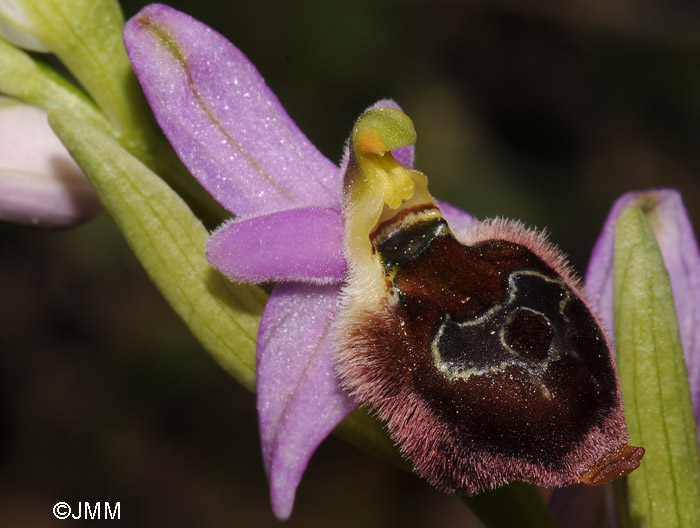 Ophrys delphinensis