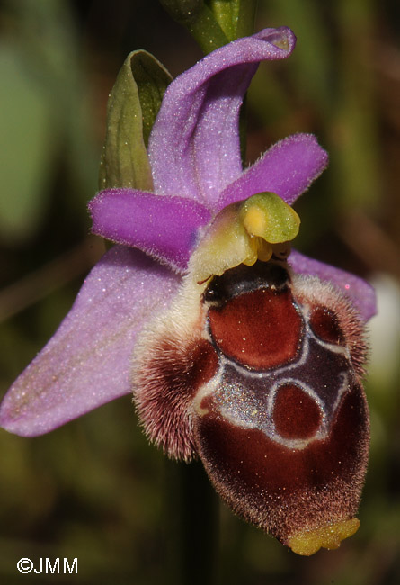 Ophrys delphinensis