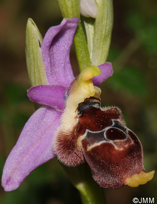 Ophrys delphinensis