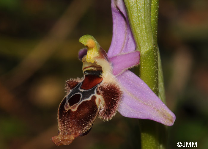 Ophrys delphinensis
