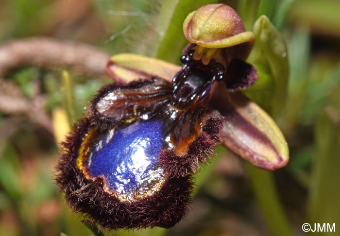 Ophrys eos