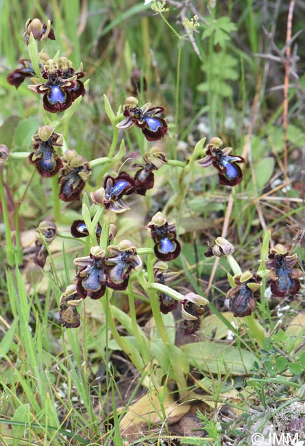Ophrys eos