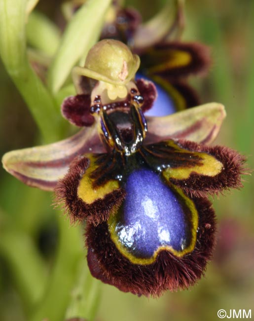 Ophrys eos