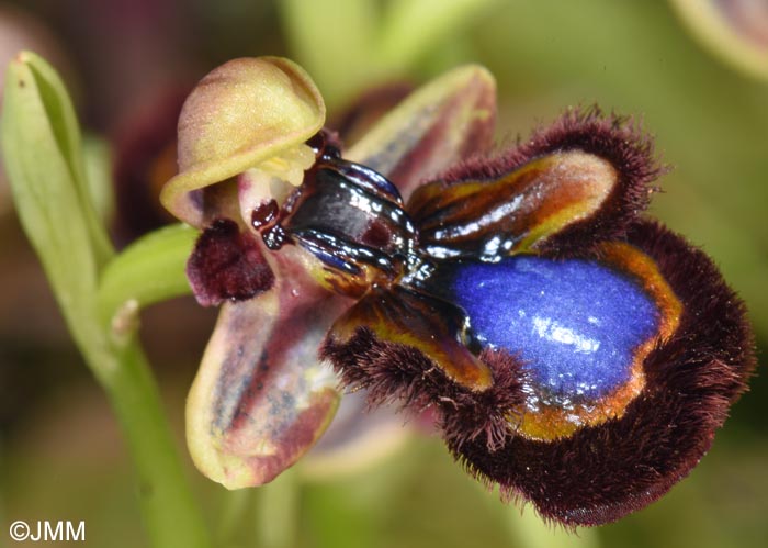 Ophrys eos